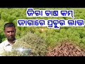 Jeera farming with low investment heavy income full details in odia all plans process explained