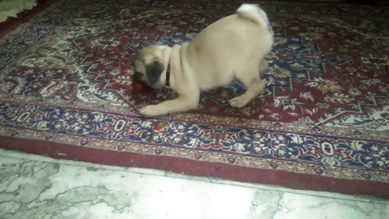 Pug Puppy Eating Tomato First Time YouTube