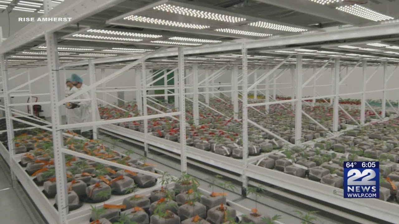 Recreational pot shops to offer curbside pickup beginning next Monday