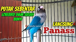 SUARA BURUNG LOVEBIRD NGEKEK PANJANG, PANCINGAN LOVEBIRD DIAM SUSAH BUNYI, PUTAR Langsung RESPON