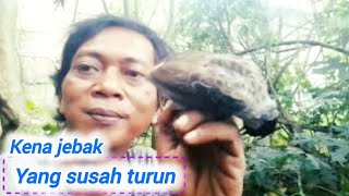 ber hasil trik !! mikat kutilang yang susah turun dan sudah tau pulut