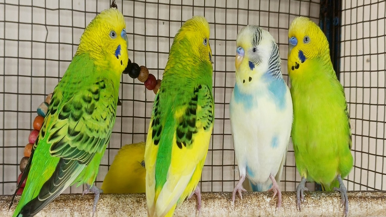 Over 12 Hours of Budgies Playing, Singing and Talking in their Aviary Budgie sounds for sad birds