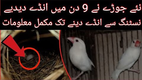 Java New Pair ne 9 days main eggs lay kardie | Nesting To Laying Eggs In 9 Days