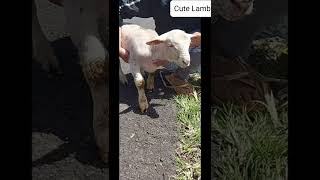 Cute lamb  needs attention and loves petting.