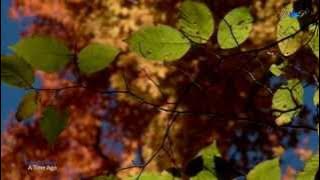 ✿ ♡ ✿ BERNWARD KOCH - A Time Ago