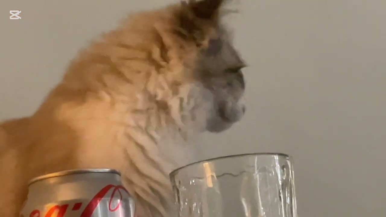 Watch my cat drink water first exactly 1 minute and 20 seconds 🤌🏻( not meow bait )🐈🐈‍⬛