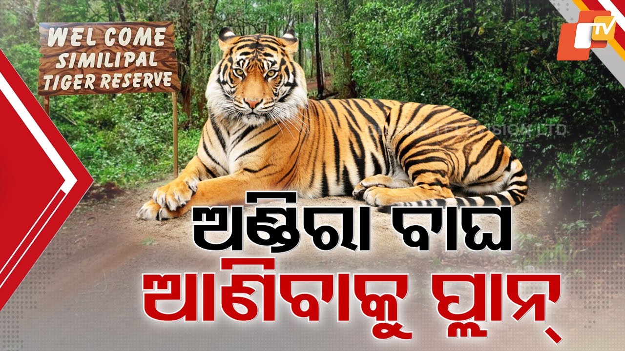 New Male Tigers for Similipal? Big Plan to Boost Tiger Population in Odisha