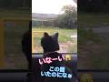 めちゃ滑舌が良い天才お喋り猫 #天才猫