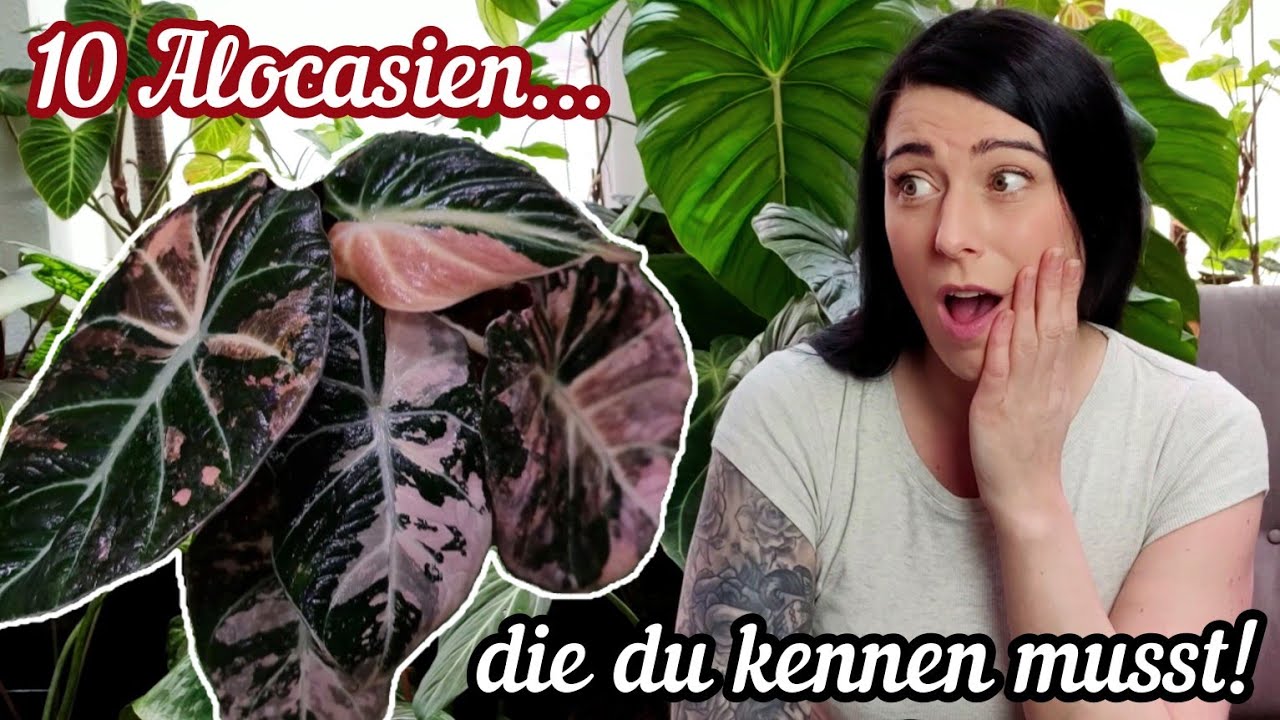 Die 10 schönsten Alocasien