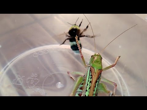 Katydid vs Bumblebee (Кузнечик vs Шмель)