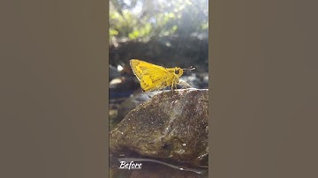 Power of Post processing 🔥[editing video]  RK Wildlife Clips