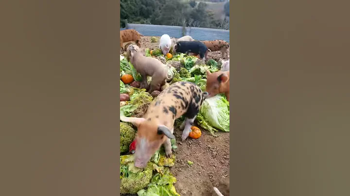 Piglets eating and being cute