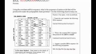 Transcription and Translation (Part 2) - Central Dogma Continued (IB Biology)