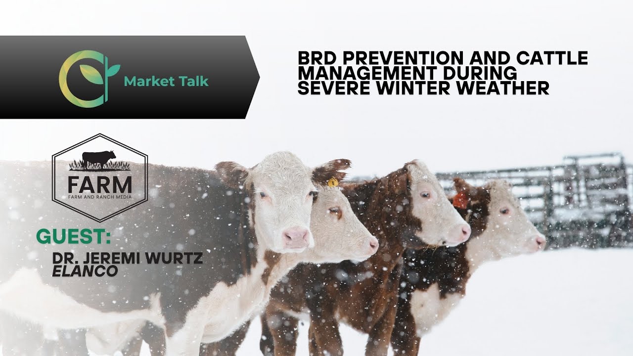 BRD Prevention and Cattle Management During Severe Winter Weather