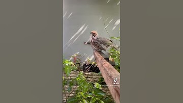 BERMAIN BERSAMA BURUNG CUCAK ROWO ASLI HUTAN BANJARMASIN KALIMANTAN 🙏🏻
