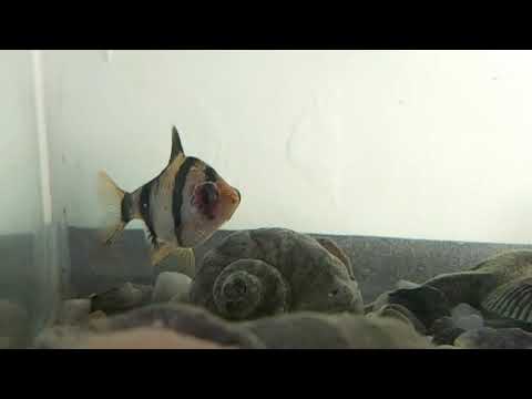 Help with aquarium fish - what disease is this?