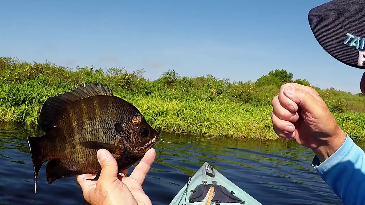 Lake Manatee Panfish on Fly