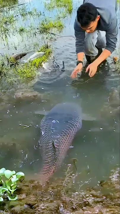 Monster fish‼️berburu ikan arapaima raksasa di rawa rawa. #amazing #fish #shorts