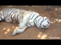 Rajasi, the White Tiger!