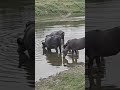 Thirsty Buffalo #animals #greenary #river