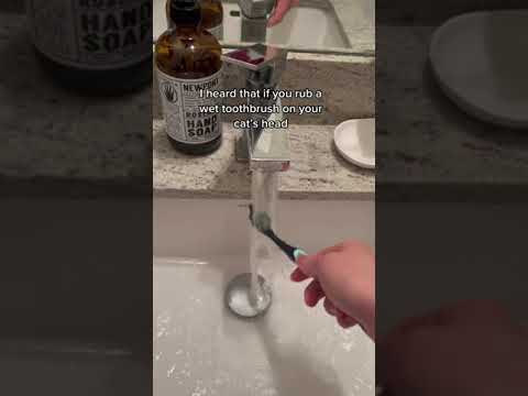 Brushing my cat