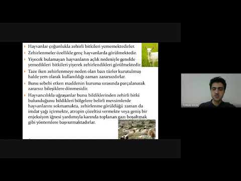 Video: Hellebores Yiyen Yaygın Böcekler - Hellebore Bitkilerinin Zararlılarını Yönetmek İçin İpuçları