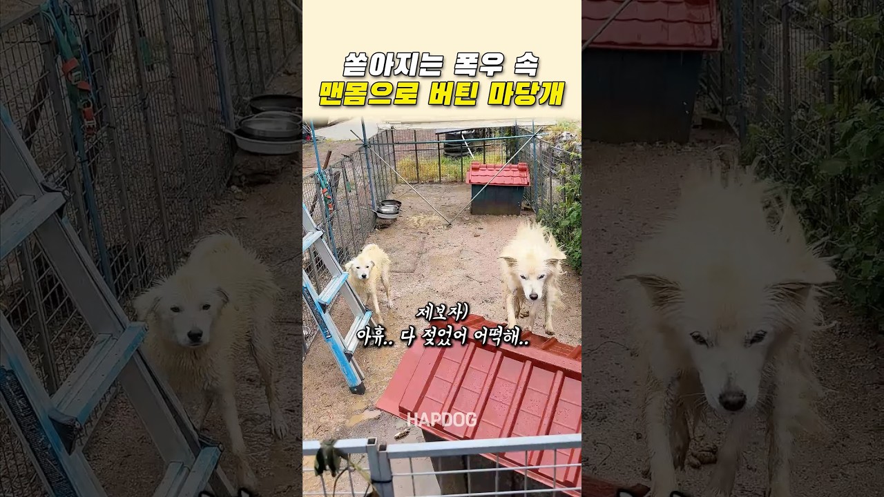 쏟아지는 폭우 속 맨몸으로 버티는 마당개