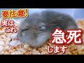 【飼主の多くが知らない】ハムスターが急死する出来事5つ