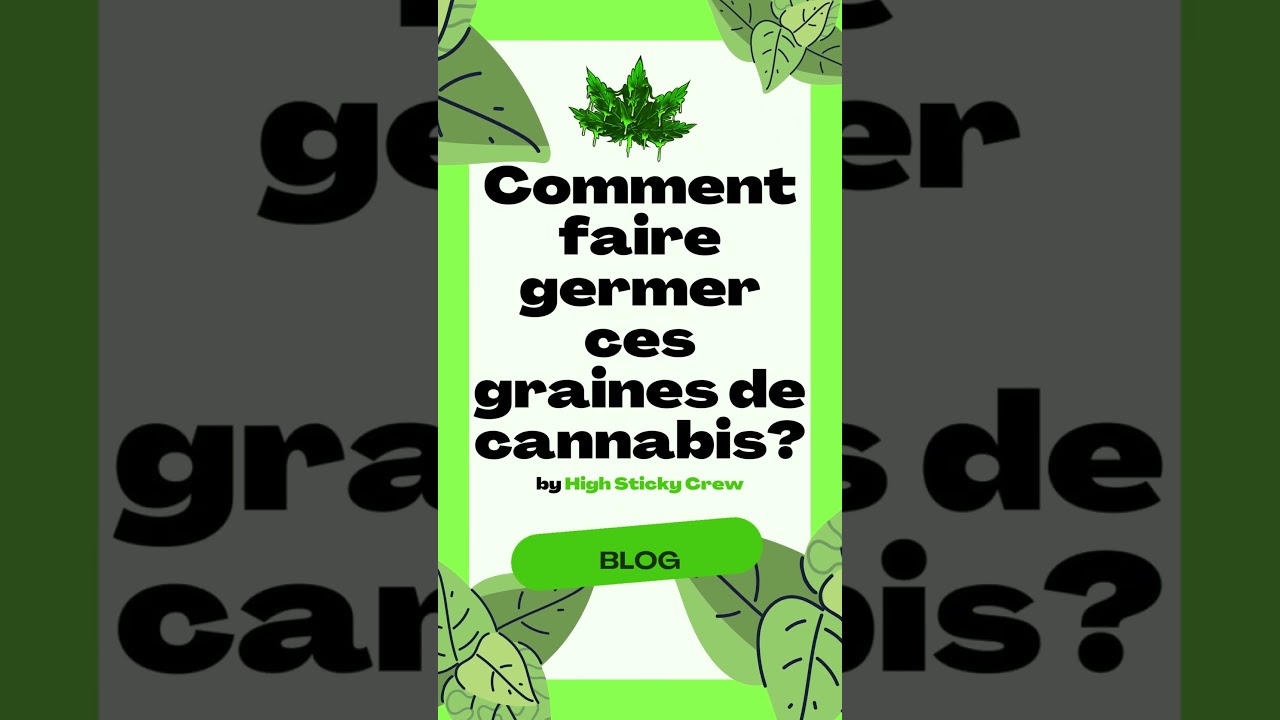 Comment faire germer ces graines de cannabis?