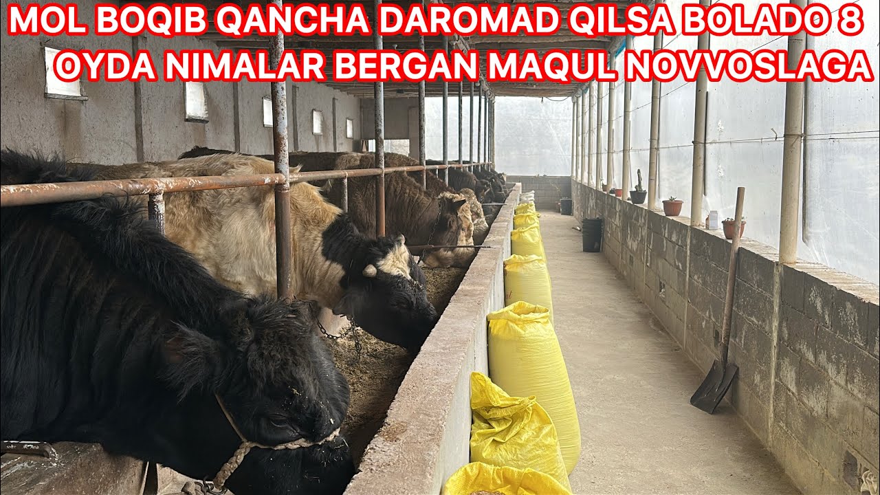 MOL BOQISH SIRLARI BUQA BOQIB QANCHA DAROMAD QILISH MUMKIN