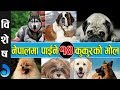 नेपालमा पाईने  १४  कुकुरको मूल्य || Price of 14 Dogs in Nepal.