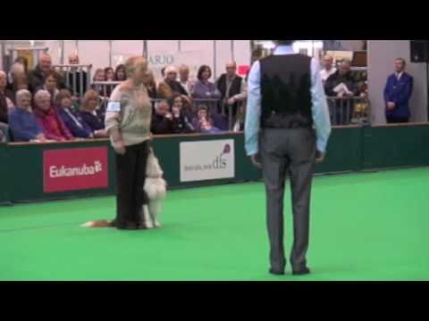 sylvia bishop dog trainer