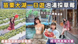 大湖不只可以採草莓🍓 居然還有超日系的石湯溫泉? 超美純白高架草莓園！草莓大餐一次擁有📍好想去苗栗