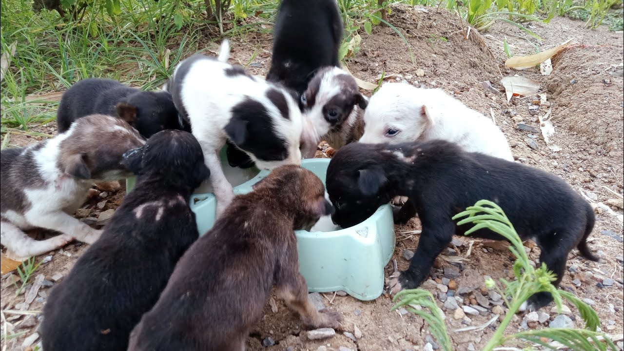 Feed Many Orphaned Puppies YouTube feed-many-orphaned-puppies-youtube