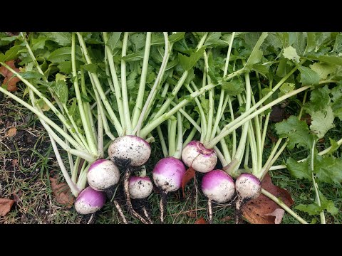 Video: Corepa Turnip