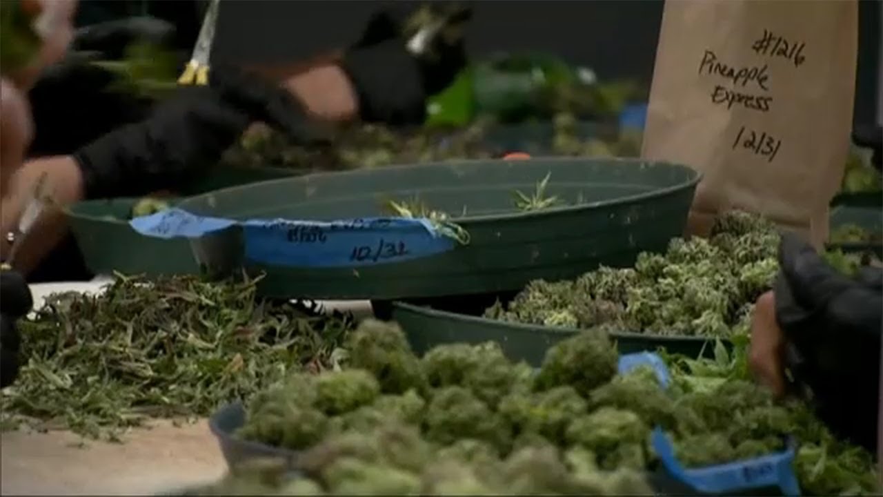 Harlem community divided on proposed cannabis dispensary location