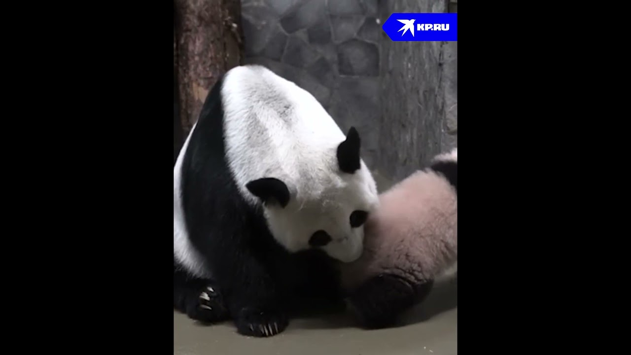 Мама-панда вытаскивает упрямую Катюшу в вольер