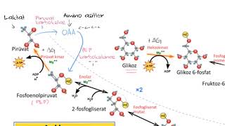 Glukoneogenez Eşsiz Tepkimeler Fen Bilimleribiyoloji