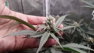 Project-2025-Upstate New York Distributed Pheno-Hunt Cannabis Grow Update 1 #cannabisdaily #518