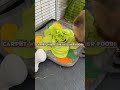 My bunny’s playpen tour