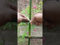 WoW…Strong Knot for Crossed Bamboo Poles!  #shorts #knot