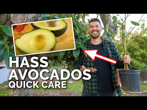 Video: Avocadoinformation: Plantning af avocadotræer og pleje af avocadotræer