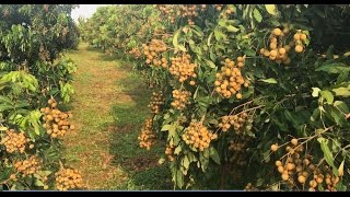 Longan Fruits at Pailin Province 