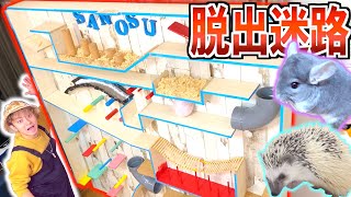 【さのす暴走】ペット達に
