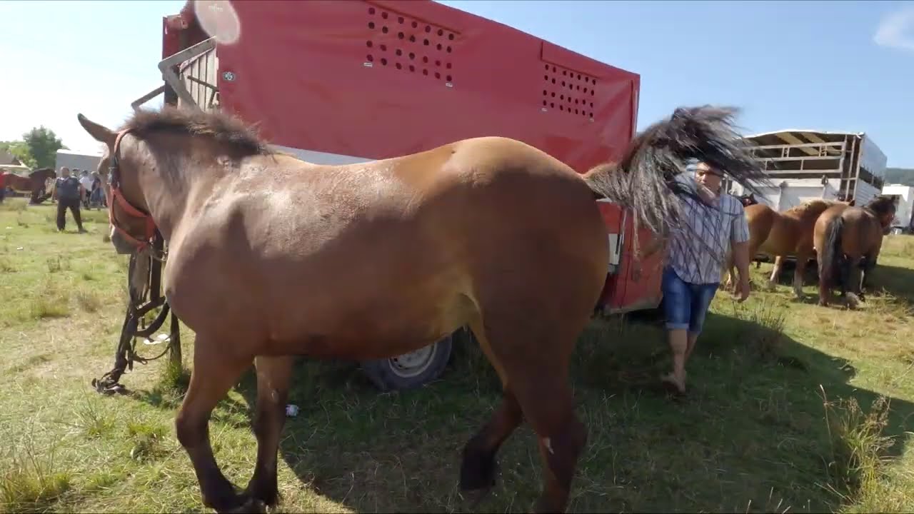 Iapă 3 ani dl. Vasile Turcu de la Humor