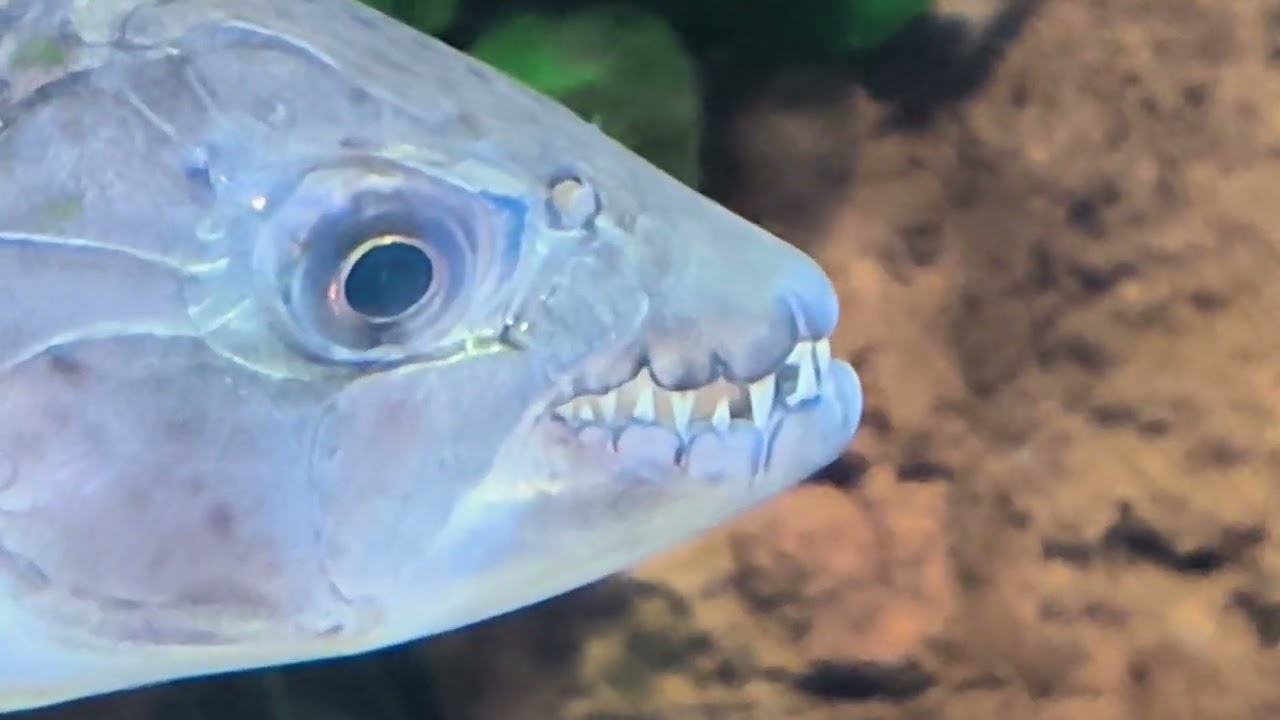 Zoo Opole akwaria nagranie