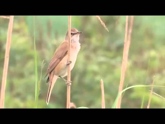 Kicau Burung Pelanduk Semak Red Weber Youtube
