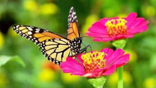 My Choice - Paul Mauriat: Butterfly
