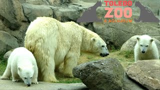 Toledo Zoo Tour & Review with The Legend