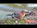 Eurasian Jays at the Stream at Tehidy Woods Cornwall - Jay Bird Le Geai des Chenes